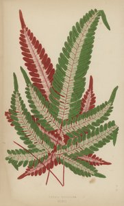 Pteris Tricolor by English School